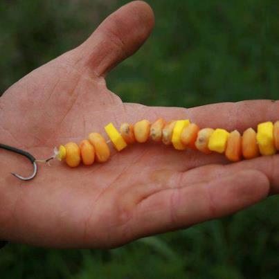 Funny fishing :) 2 - 5631024274538606713232000805852n.jpg